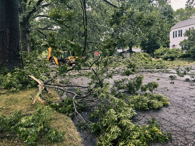 Storm-affected Tree Removal
