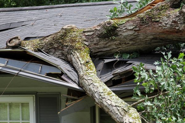 Storm Remediation in Dade City